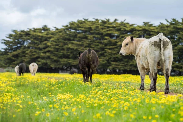 Stud Angus Wagyu Speckle Park Murray Grey Mléko Hovězí Krávy — Stock fotografie