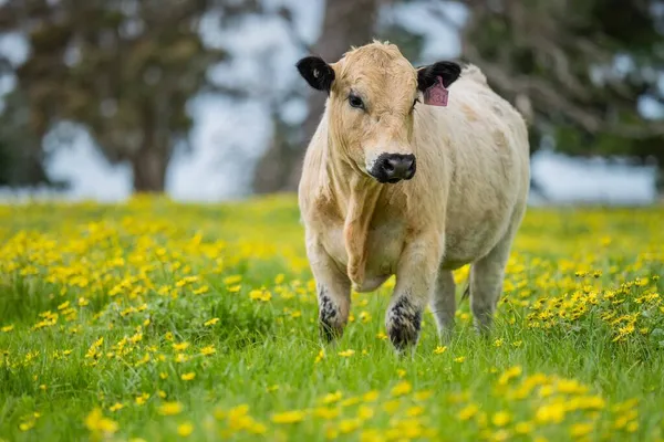 Zbliżenie Stadniny Byki Wołowe Krowy Cielęta Pasące Się Trawie Polu — Zdjęcie stockowe