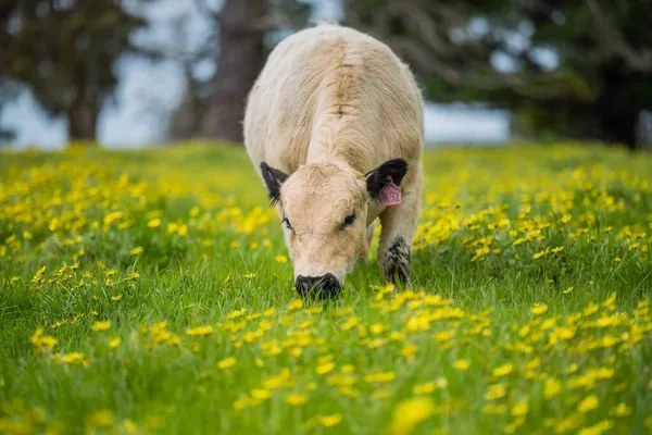 Крупный План Стэд Спекл Парк Говяжьи Быки Коровы Телята Пасущиеся — стоковое фото