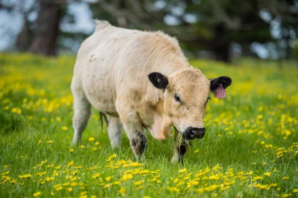 Közel Stud Pöttyös Park Marha Bikák Tehenek Borjak Legelésző Egy — Stock Fotó