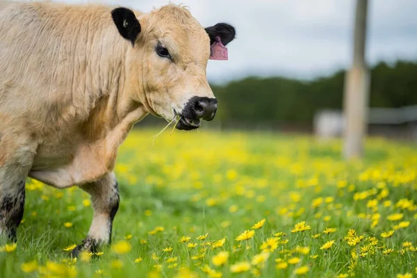 Zbliżenie Stud Speckle Park Byki Wołowe Krowy Cielęta Pasące Się — Zdjęcie stockowe