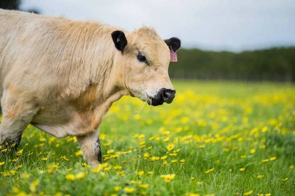 Zbliżenie Stud Speckle Park Byki Wołowe Krowy Cielęta Pasące Się — Zdjęcie stockowe