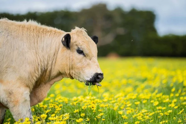 Крупный План Стэд Спекл Парк Говяжьи Быки Коровы Телята Пасущиеся — стоковое фото