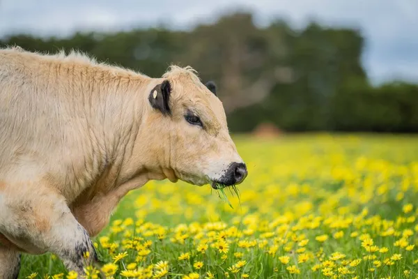 Primer Plano Del Parque Motas Stud Toros Res Vacas Terneros —  Fotos de Stock