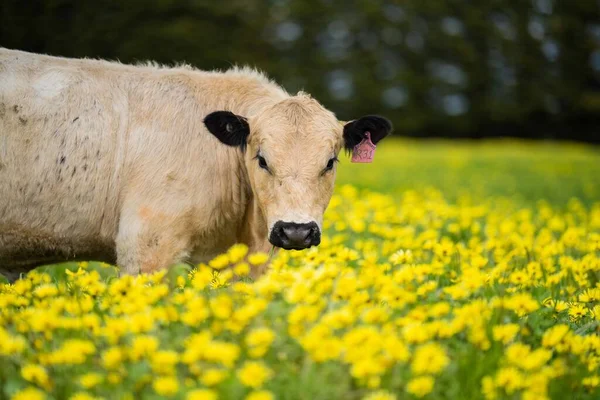 Gros Plan Sur Stud Speckle Park Taureaux Vaches Veaux Boucherie — Photo