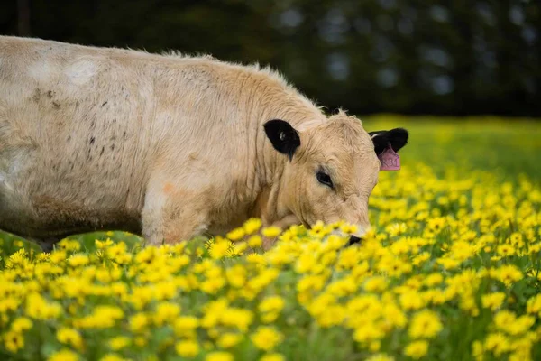 Zbliżenie Stud Speckle Park Byki Wołowe Krowy Cielęta Pasące Się — Zdjęcie stockowe