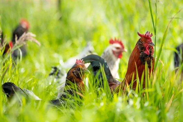 Pollos Gallinas Pichones Pastando Comiendo Pasto Una Granja Orgánica Gallinero —  Fotos de Stock