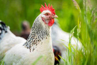 Tavuklar, tavuklar ve tavuklar, otlayan ve yiyen otlar, serbest bir alanda, organik bir çiftlikte, Avustralya 'da bir çiftlikte, bir çiftlik ve çiftlikte..