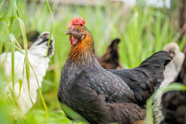 Tavuklar, tavuklar ve tavuklar, otlayan ve yiyen otlar, serbest bir alanda, organik bir çiftlikte, Avustralya 'da bir çiftlikte, bir çiftlik ve çiftlikte..