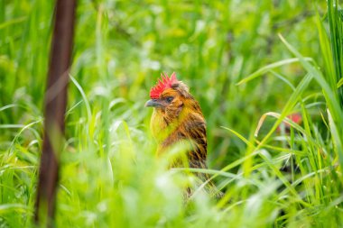 Tavuklar, tavuklar ve tavuklar, otlayan ve yiyen otlar, serbest bir alanda, organik bir çiftlikte, Avustralya 'da bir çiftlikte, bir çiftlik ve çiftlikte..