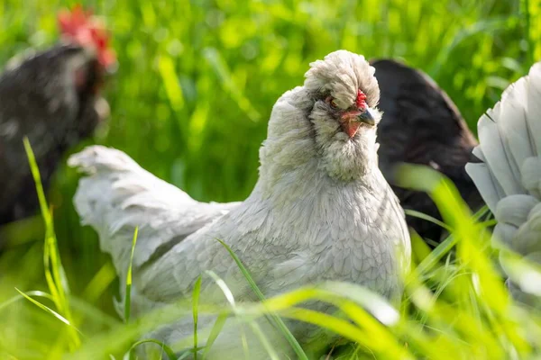 Kippen Kippen Kuikens Grazen Gras Eten Een Vrije Uitloop Biologische — Stockfoto