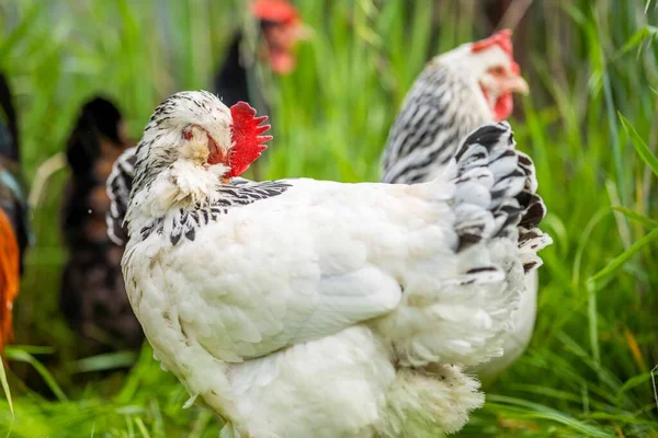 Kippen Kippen Kuikens Grazen Gras Eten Een Vrije Uitloop Biologische — Stockfoto