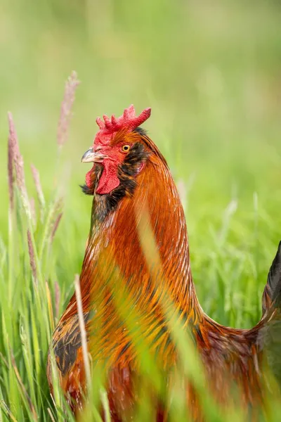 Poulets Poules Poules Cueillettes Pâturage Manger Herbe Plein Air Ferme — Photo