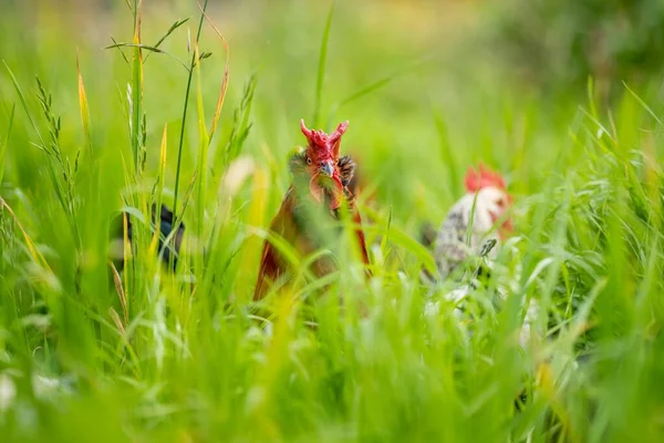 Pollos Gallinas Pichones Pastando Comiendo Pasto Una Granja Orgánica Gallinero — Foto de Stock