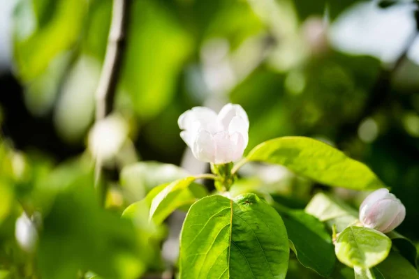 花に花を咲かせ 春にリンゴの木に オーストラリアで 太陽の下で白と緑の色で — ストック写真