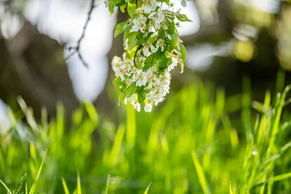 Floresça Flores Árvores Fruto Maçã Primavera Austrália Com Cores Brancas — Fotografia de Stock