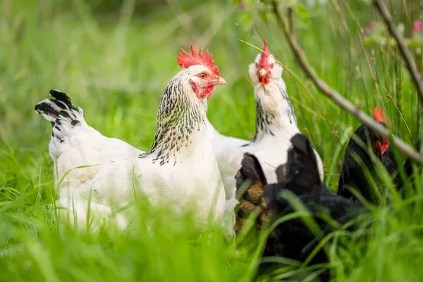 Chickens Hens Chooks Grazing Eating Grass Free Range Organic Farm Stock Photo