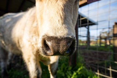 Avustralya 'da bir tarlada otlayan damızlık sığır ve sığırların yakınına. saman ve tohum yiyorlar. Türleri arasında benek parkı, murray grisi, angus, brangus ve wagyu bulunur..