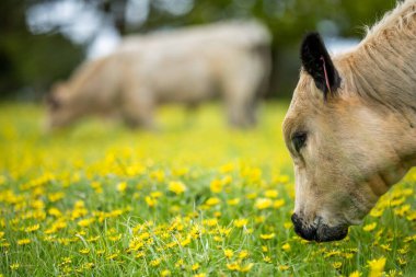 Aygır Angus, wagyu, benek parkı, Murray Grey, Süt Ürünleri, sığır İnekleri ve bir tarlada otlayan boğalar. Avustralya 'da bir tarım çiftliğinde yetiştirilen hayvanlar organik ve serbest..