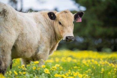 Aygır Angus, wagyu, benek parkı, Murray Grey, Süt Ürünleri, sığır İnekleri ve bir tarlada otlayan boğalar. Avustralya 'da bir tarım çiftliğinde yetiştirilen hayvanlar organik ve serbest..