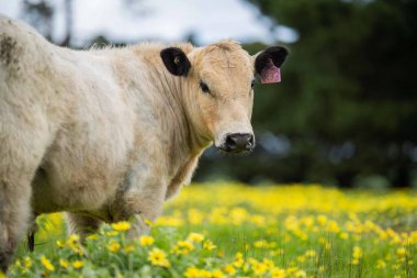 Aygır Angus, wagyu, benek parkı, Murray Grey, Süt Ürünleri, sığır İnekleri ve bir tarlada otlayan boğalar. Avustralya 'da bir tarım çiftliğinde yetiştirilen hayvanlar organik ve serbest..