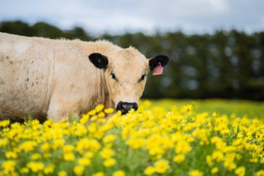 Stud Speckle Park 'ın yakınında sığır, inek ve buzağılar Avustralya' da bir tarlada otluyor. Sığır türleri arasında benek parkı, Murray Grey, Angus.