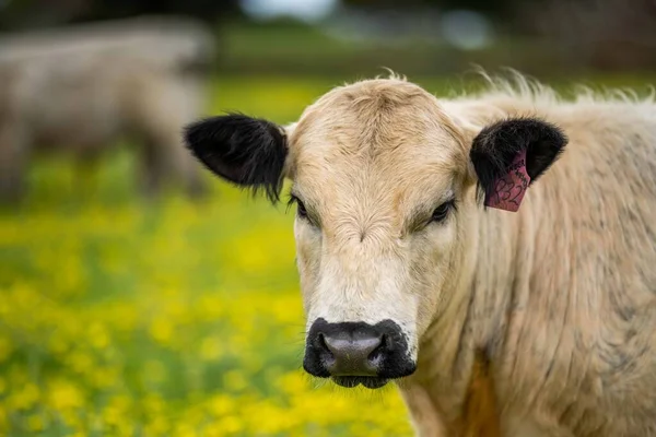 采购产品种猪 斑斑公园 穆雷灰色 奶牛和牛肉牛和公牛吃草和牧场 这些动物是有机和自由的 生长在澳大利亚的一个农场里 — 图库照片
