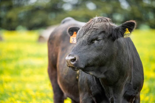 Avustralya 'da bir tarlada otlayan damızlık sığır, inek ve buzağılara yakın bir yerde. Sürü cinsleri arasında benek parkı, Murray Grey, Angus, Brangus ve Wagyu bahar ve yaz aylarında uzun otlaklarda bulunur..