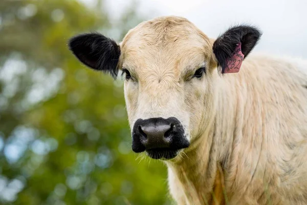 采购产品种猪 斑斑公园 穆雷灰色 奶牛和牛肉牛和公牛吃草和牧场 这些动物是有机和自由的 生长在澳大利亚的一个农场里 — 图库照片
