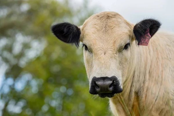 Stud Angus Wagyu Speckle Park Murray Grijs Zuivel Rundvlees Koeien — Stockfoto