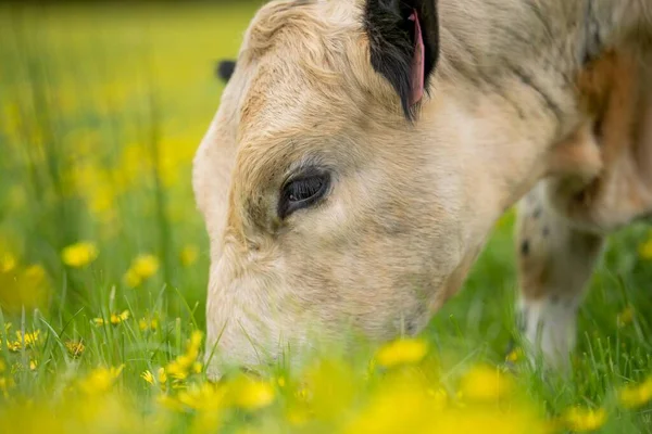 Stud Angus Wagyu Speckle Park Murray Grey Dairy Beef Cows — 스톡 사진