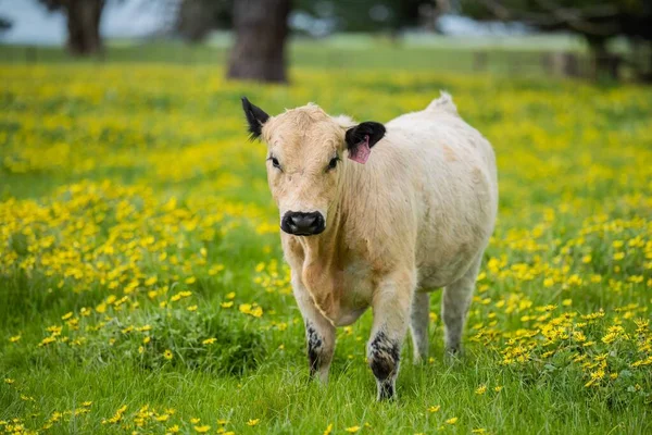 在澳大利亚的一个田野里 靠近正在吃草的种马的公牛 奶牛和小牛 在春夏两季的漫漫草原上 牛的品种包括斑斑公园 杂草丛生的灰色 Angus Brangus和Wagyu — 图库照片