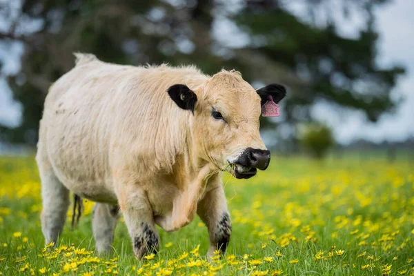 Zbliżenie Stud Speckle Park Byki Wołowe Krowy Cielęta Pasące Się — Zdjęcie stockowe