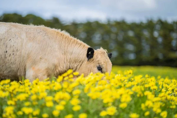 Gros Plan Sur Stud Speckle Park Taureaux Vaches Veaux Boucherie — Photo