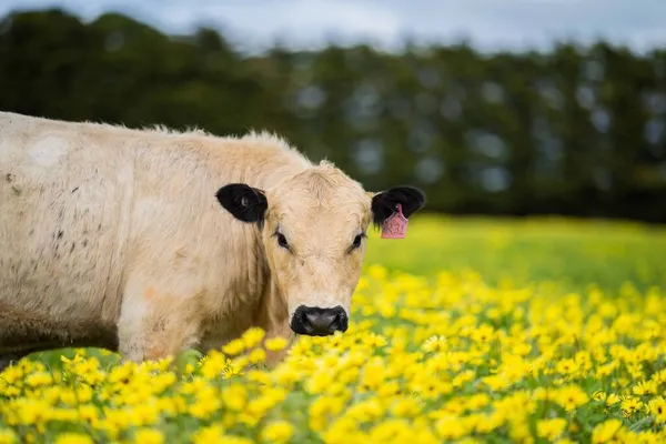 在澳大利亚的Stud散落公园附近 奶牛和小牛犊正在田里吃草 牛的品种包括斑斑公园 杂草丛生灰色 Angus — 图库照片