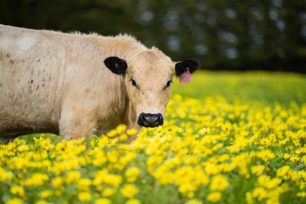 Gros Plan Sur Stud Speckle Park Taureaux Vaches Veaux Boucherie — Photo