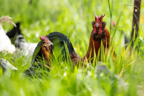 Chickens Hens Chooks Grazing Eating Grass Free Range Organic Farm — Stock Photo, Image