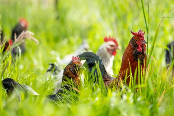 Kippen Kippen Kuikens Grazen Gras Eten Een Vrije Uitloop Biologische — Stockfoto