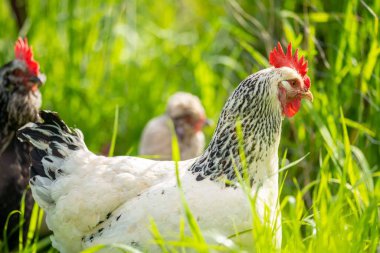Tavuklar, tavuklar ve tavuklar, otlayan ve yiyen otlar, serbest bir alanda, organik bir çiftlikte, Avustralya 'da bir çiftlikte, bir çiftlik ve çiftlikte..