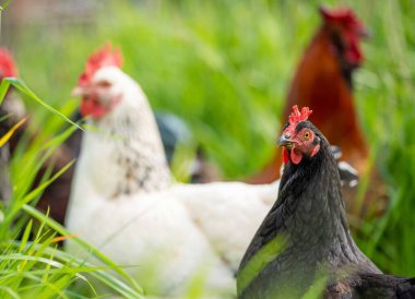 Tavuklar, tavuklar ve tavuklar, otlayan ve yiyen otlar, serbest bir alanda, organik bir çiftlikte, Avustralya 'da bir çiftlikte, bir çiftlik ve çiftlikte..