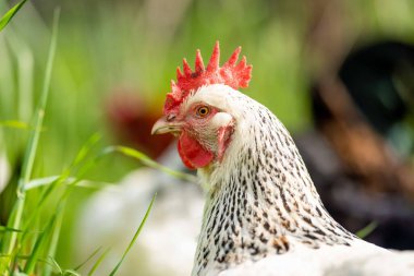 Tavuklar, tavuklar ve tavuklar, otlayan ve yiyen otlar, serbest bir alanda, organik bir çiftlikte, Avustralya 'da bir çiftlikte, bir çiftlik ve çiftlikte..