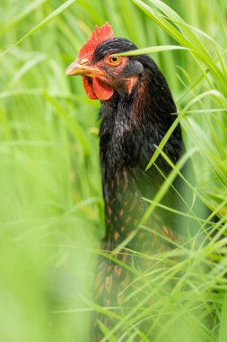 Tavuklar, tavuklar ve tavuklar, otlayan ve yiyen otlar, serbest bir alanda, organik bir çiftlikte, Avustralya 'da bir çiftlikte, bir çiftlik ve çiftlikte..