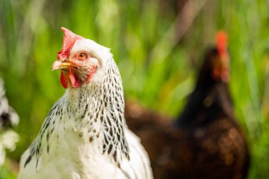 Tavuklar, tavuklar ve tavuklar, otlayan ve yiyen otlar, serbest bir alanda, organik bir çiftlikte, Avustralya 'da bir çiftlikte, bir çiftlik ve çiftlikte..
