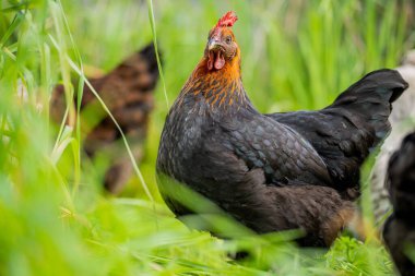 Tavuklar, tavuklar ve tavuklar, otlayan ve yiyen otlar, serbest bir alanda, organik bir çiftlikte, Avustralya 'da bir çiftlikte, bir çiftlik ve çiftlikte..