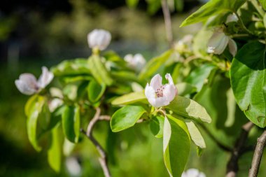 Avustralya 'da, ilkbaharda, çiçeklerde, elma ağaçlarında çiçek açarlar. Güneşte beyaz ve yeşil renklerle.