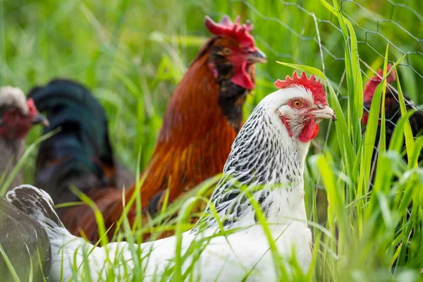 Chickens Hens Chooks Grazing Eating Grass Free Range Organic Farm — Stock Photo, Image