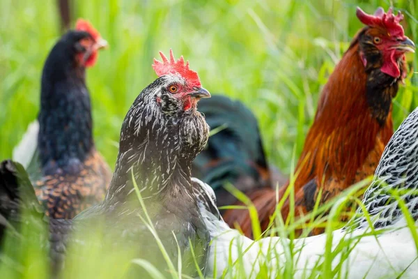 Chickens, hens and chooks, grazing and eating grass, on a free range, organic farm, in a country hen house, on a farm and ranch in Australia.
