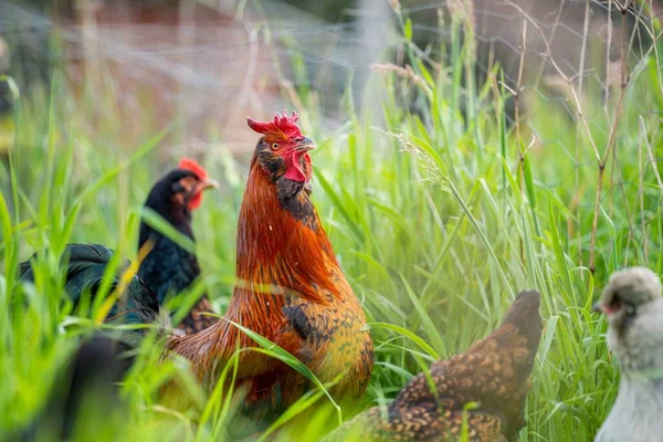 Цыплята Куры Куры Пасущиеся Питающиеся Травой Бесплатной Органической Ферме Загородном — стоковое фото