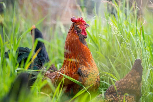 Chickens Hens Chooks Grazing Eating Grass Free Range Organic Farm — Stock Photo, Image