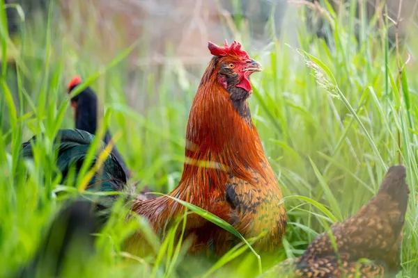 Chickens Hens Chooks Grazing Eating Grass Free Range Organic Farm — Stock Photo, Image